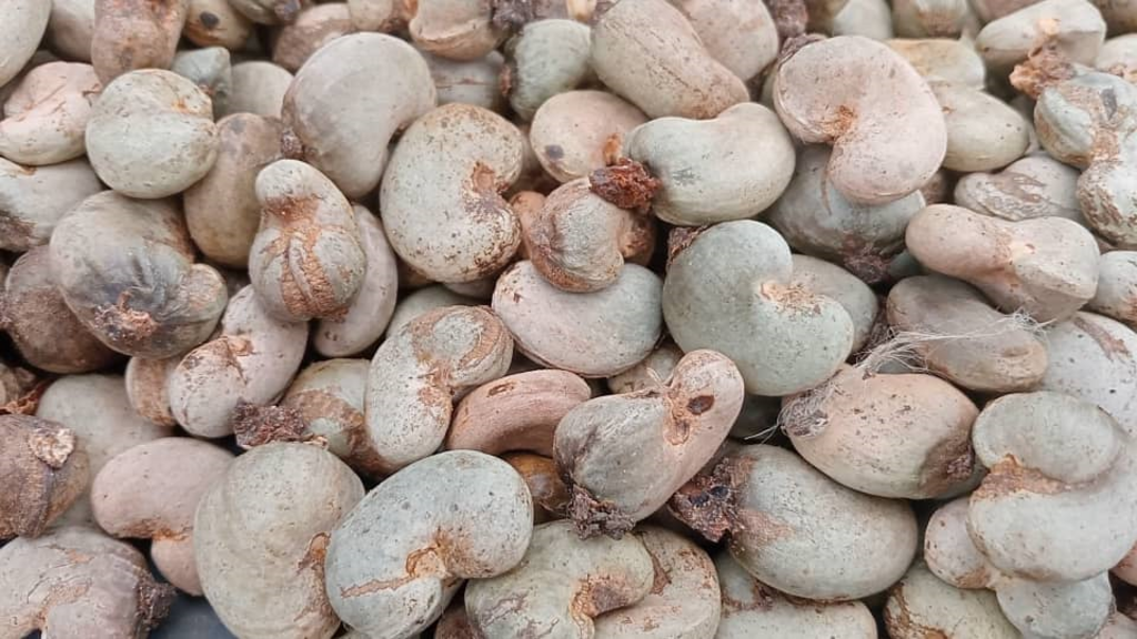 Les plantations d'anacardiers souffrent des perturbations climatiques dans le Bounkani.