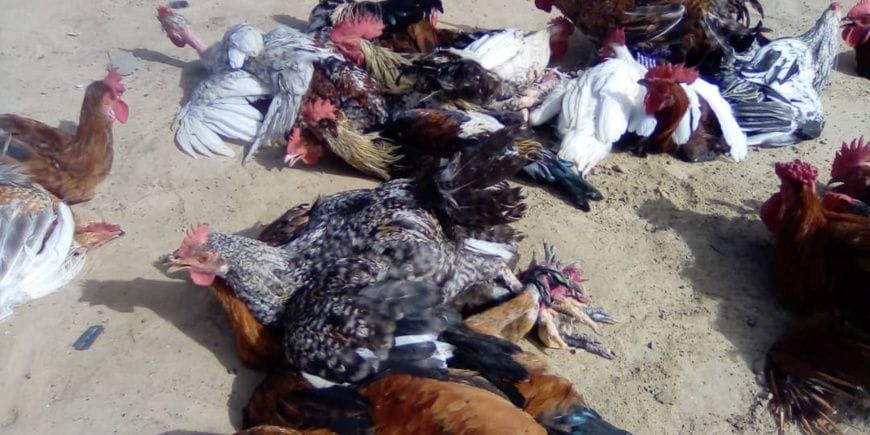 Marché d'Ati : des cages de volailles vides en raison de la hausse des prix